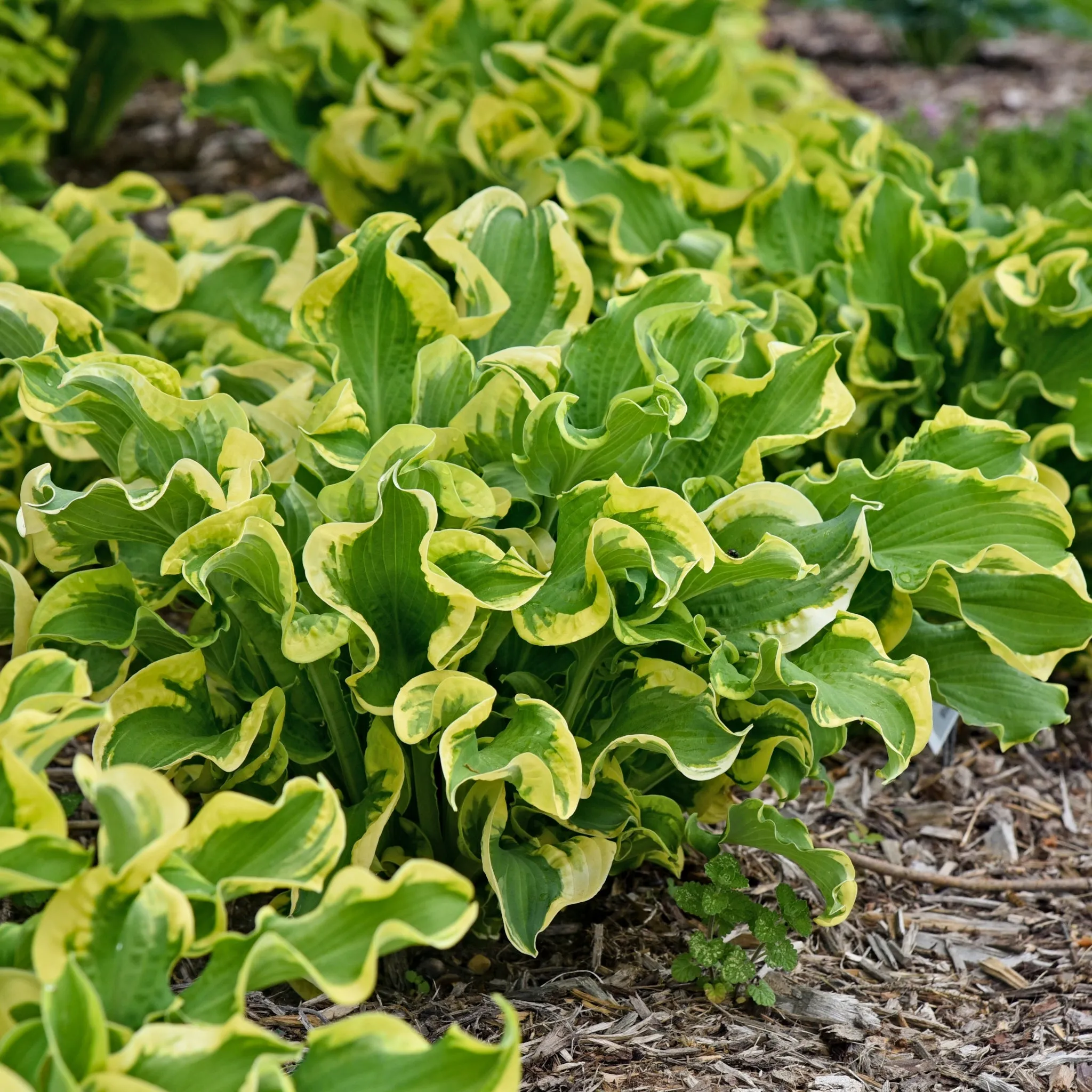 Wheee! Hosta PP23565
