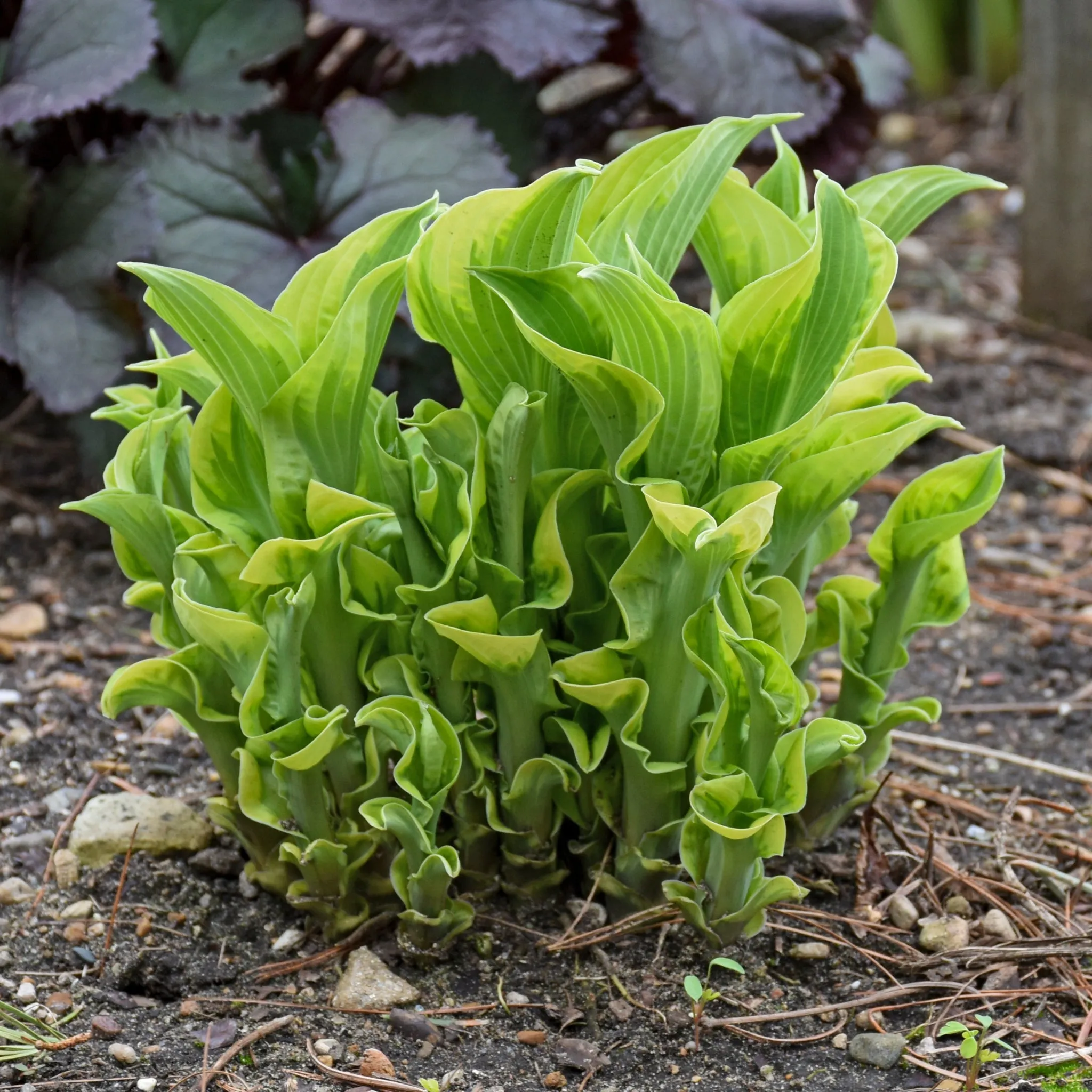 Wheee! Hosta PP23565